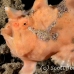 frogfish_painted_fb_bb_si_h_0395_kom1105.jpg